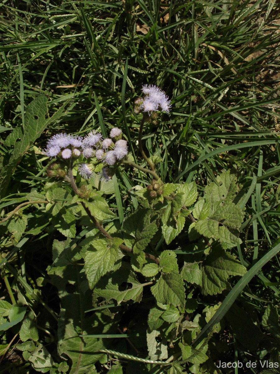 Ageratum houstonianum Mill.